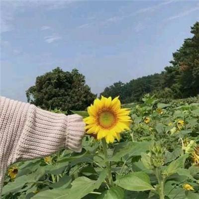 超级英雄网易版下载