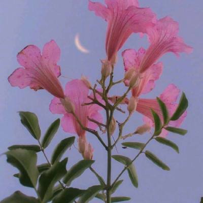 小小西游挂机官方版(暂未上线)v1.1.2 安卓版